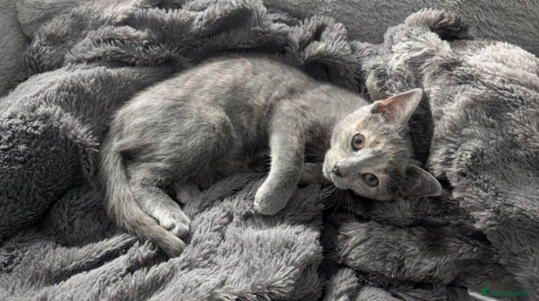 Mixed Breed cats for sale: Lilac & peach girl kitten left - Advert 1