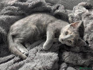 Mixed Breed cats Lilac & peach girl kitten left - Advert 2