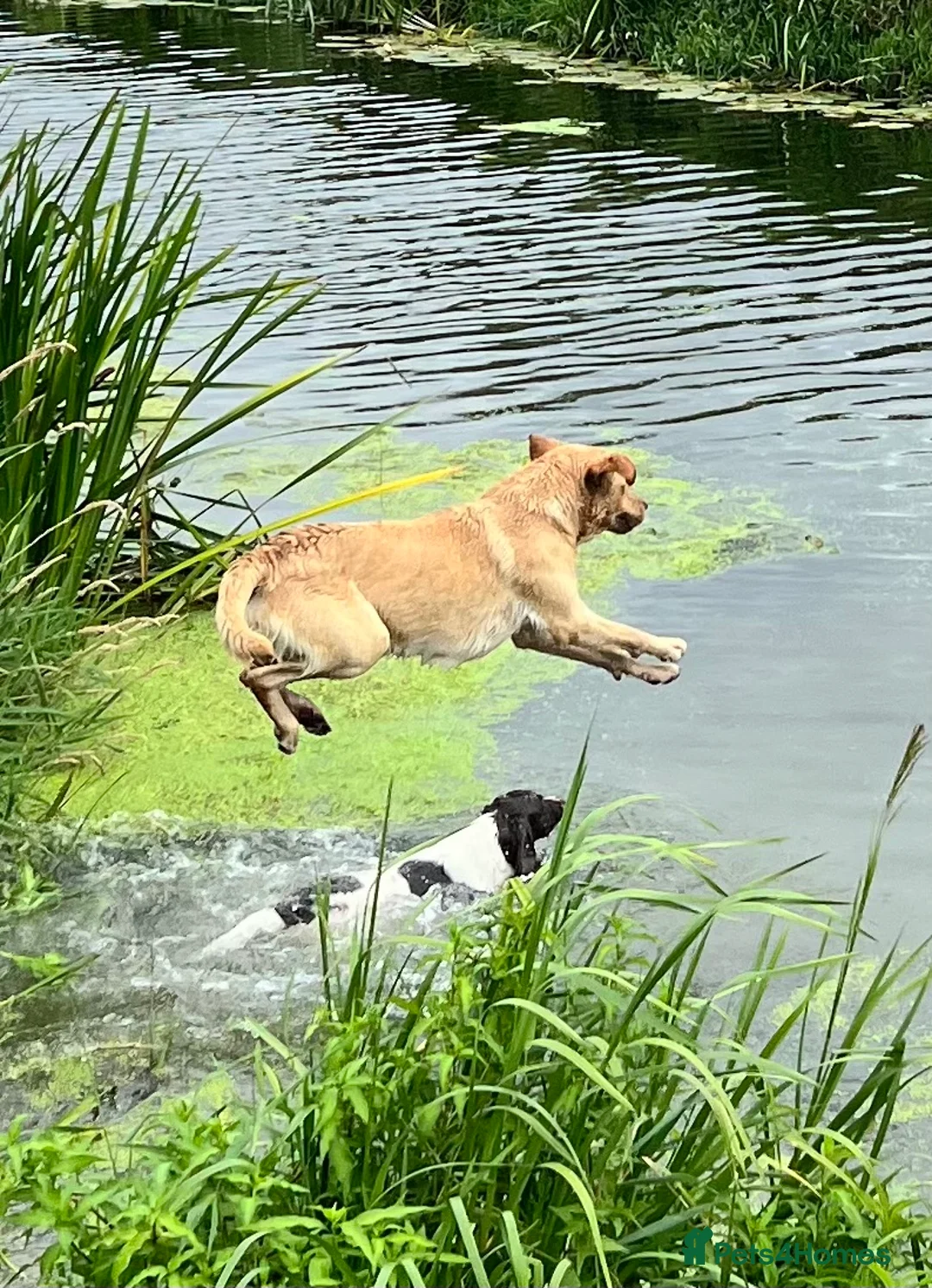 Labrador Retriever dogs for sale: Gorgeous Boy Labrador ( almost 3) - Advert 3