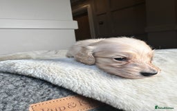 Miniature Dachshund dogs for sale: Clear Cream Miniature Dachsunds - Image 3