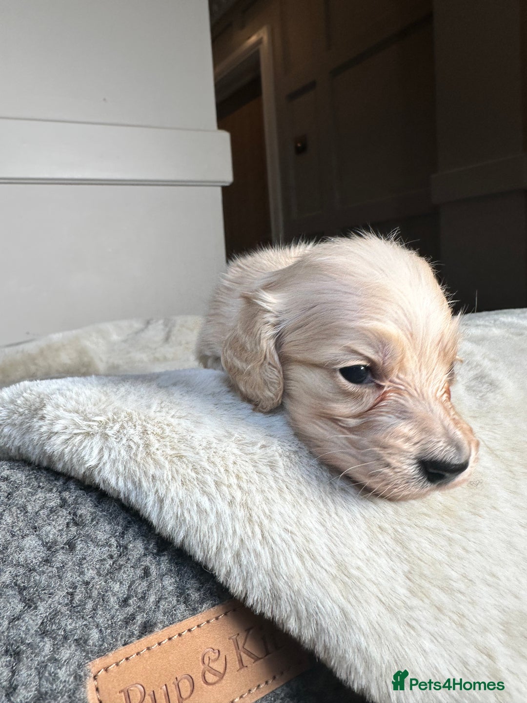 Miniature Dachshund dogs for sale: Clear Cream Miniature Dachsunds - Image 3
