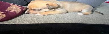 Mixed Breed Puppy 5