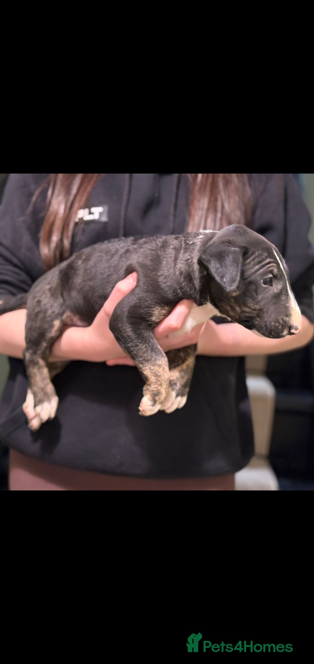 Bull Terrier dogs for sale: 💥 ENGLISH BULL TERRIERS   💥 - Image 10