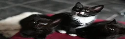 Mixed Breed cats for sale: Tuxedo Kitten looking 4 a home - Advert 6