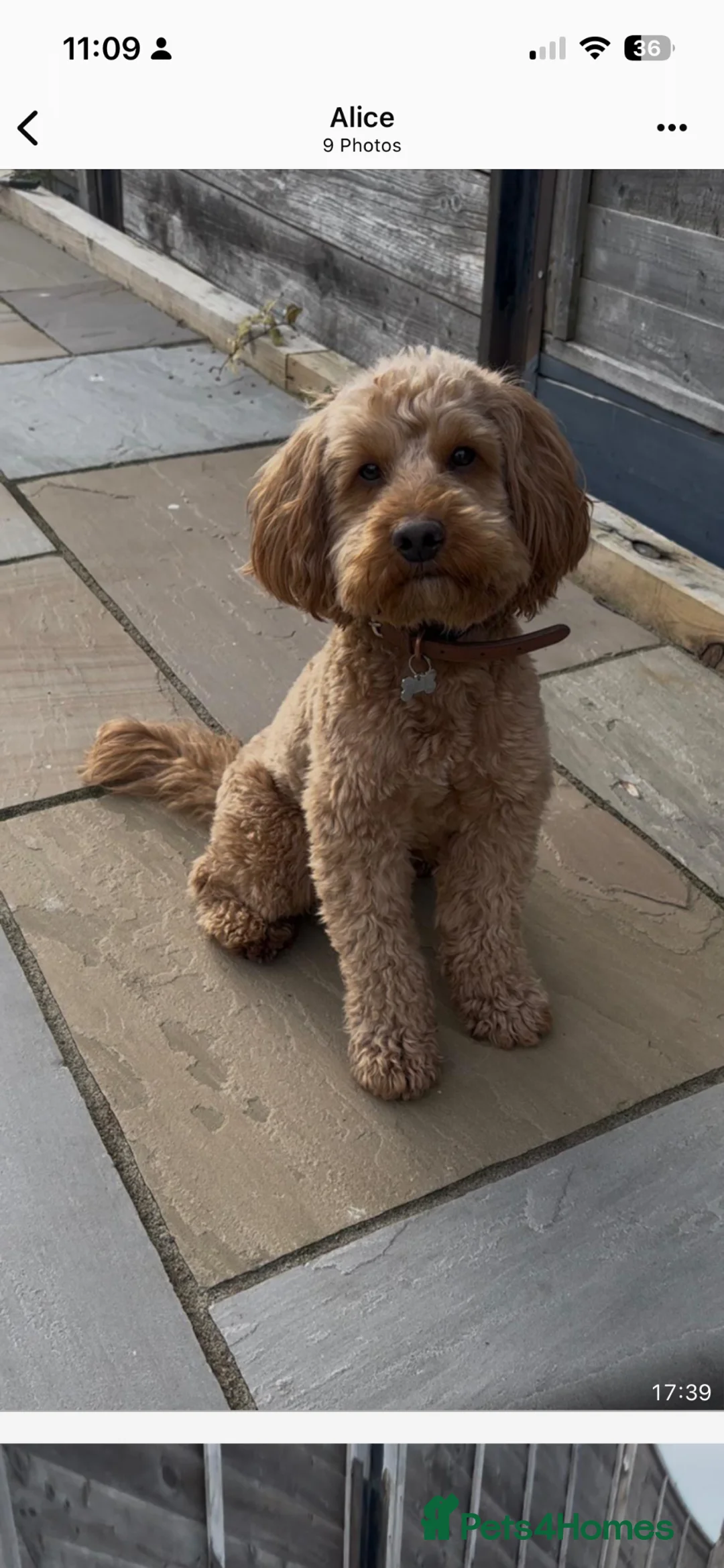 Cockapoo dogs for sale: Beautiful Multigen Cockapoo Puppies 🐶 - Advert 14
