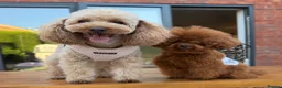 Toy Poodle dogs for stud:  🍒 Tiny Red Asian Poodle for Stud 🍒 - Advert 5