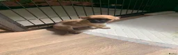 Chihuahua dogs for sale: 5 beautiful chihuahua pups  - Advert 1