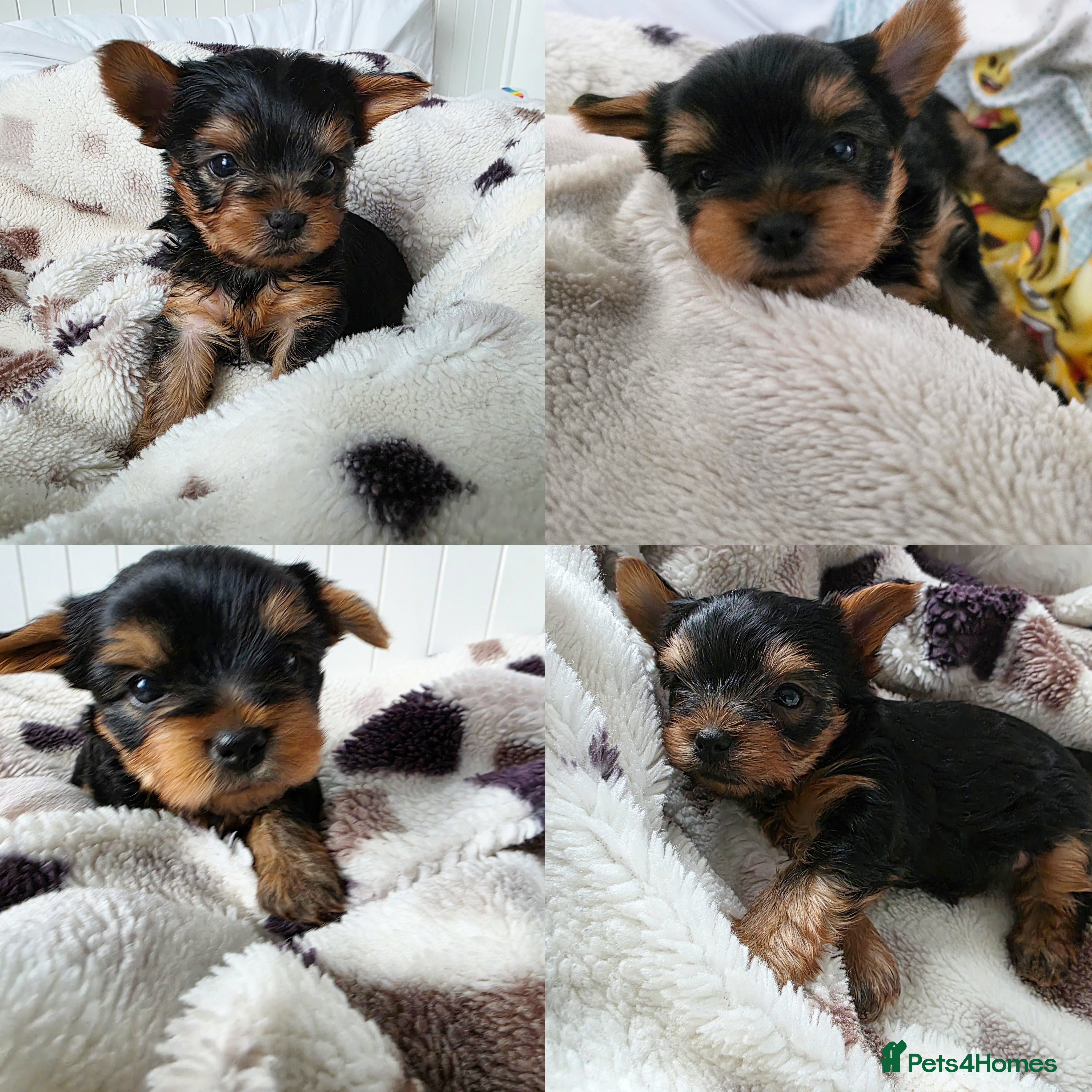 Yorkshire Terrier dogs Yorkshire Terrier,KC.Reg.5 generation Pedigree🐶🩵 - Advert 8