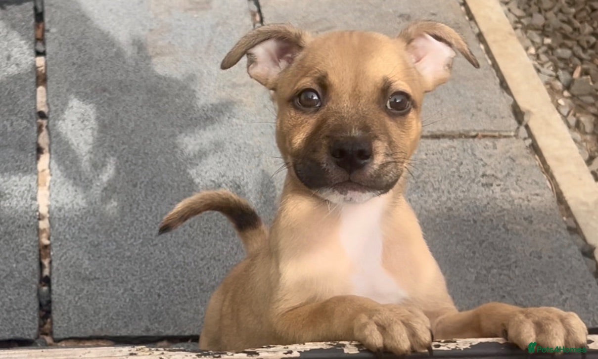 Staffordshire Bull Terrier dogs Red, red and white pied pups available 🐾 - Advert 12
