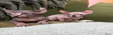 Sphynx 2