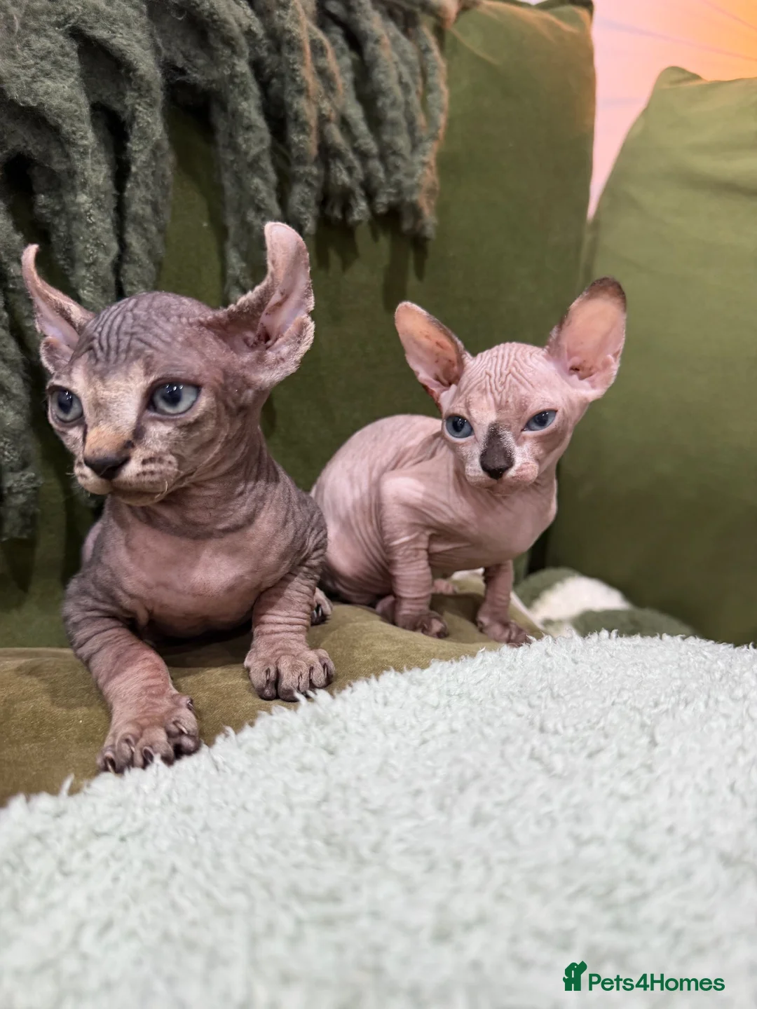 Sphynx cats for sale: Spynx kittens - Advert 3