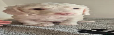 Cockapoo 5