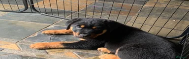 Rottweiler Puppy 2