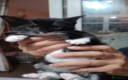 British Shorthair cats for sale: 2 kittens for sale male and female - Image 2