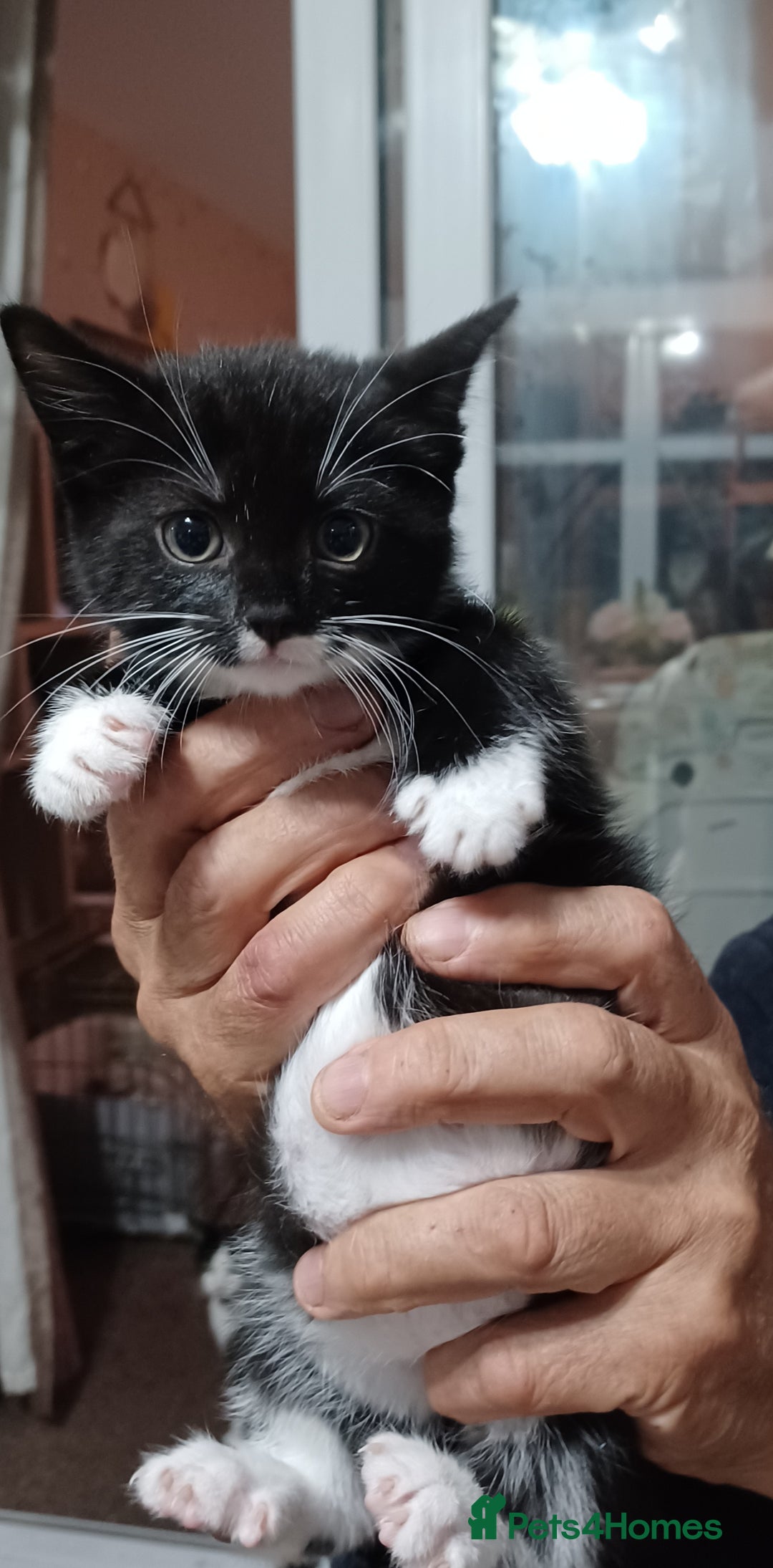 British Shorthair cats for sale: 2 kittens for sale male and female - Image 2