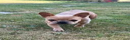 French Bulldog dogs for sale: 2 gorgeous French bulldog puppies *REDUCED* - Advert 3