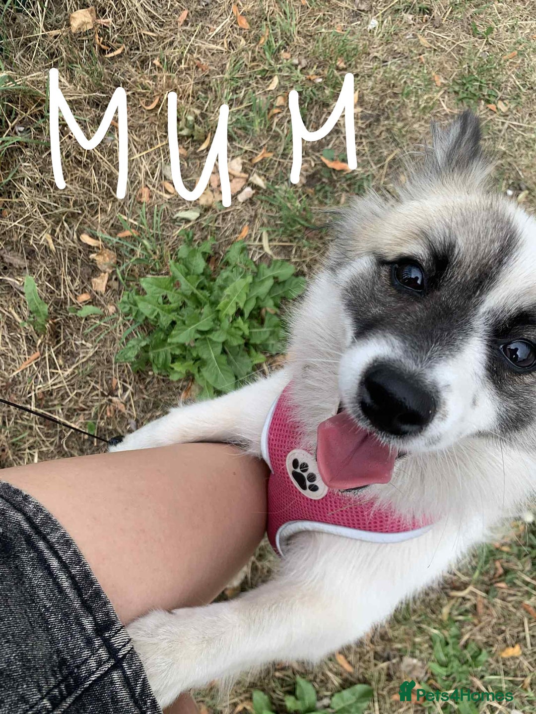 Pomeranian dogs for sale: Barnsley  - Advert 3