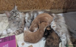 Maine Coon cats for sale: Main coon cross with British short hair - Image 10