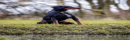 Dobermann dogs for stud: DOBERMANN STUD FULLY HEALTH TESTED🩸💦 in Willenhall - Advert 2