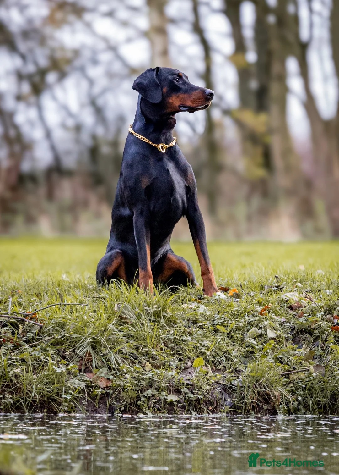 Dobermann dogs for stud: DOBERMANN STUD FULLY HEALTH TESTED🩸💦 in Willenhall - Advert 2