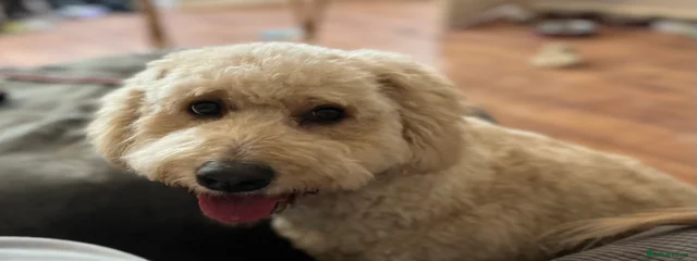 Winnie