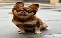 French Bulldog dogs for sale: Rojo & tan visual fluffy French bulldog  in Lowestoft - Image 8