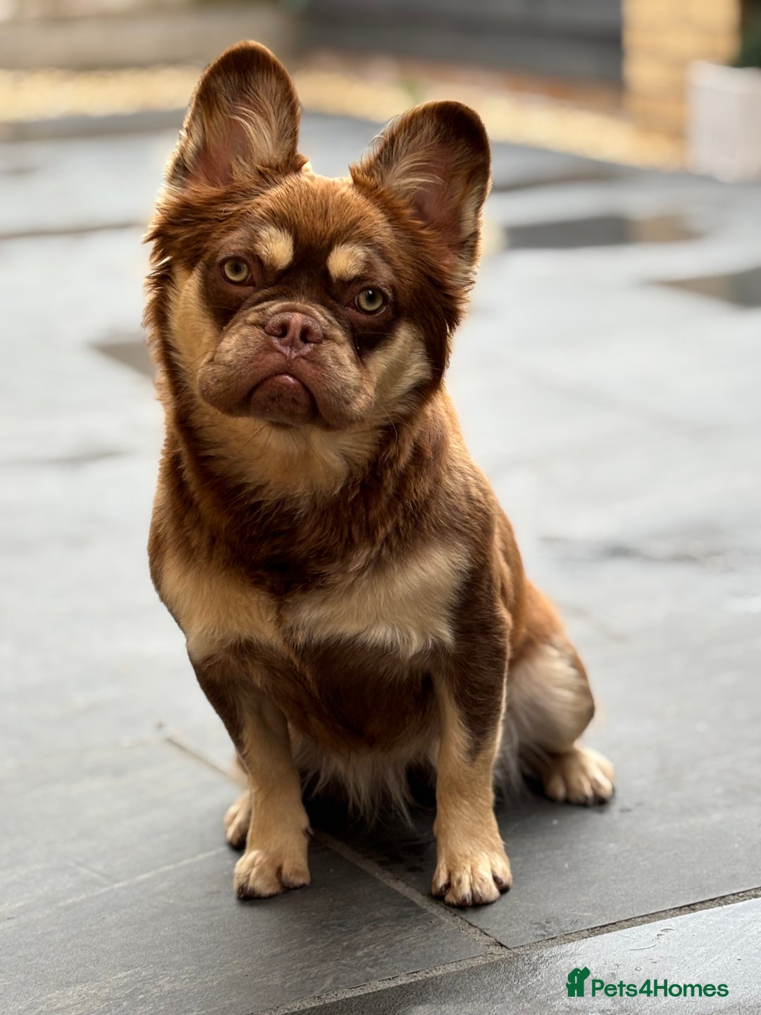 French Bulldog dogs for sale: Rojo & tan visual fluffy French bulldog  in Lowestoft - Image 8