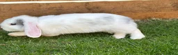 Mixed Breed rabbits for sale: White Rabbit Looking for a Loving Home 🏡 - Advert 3
