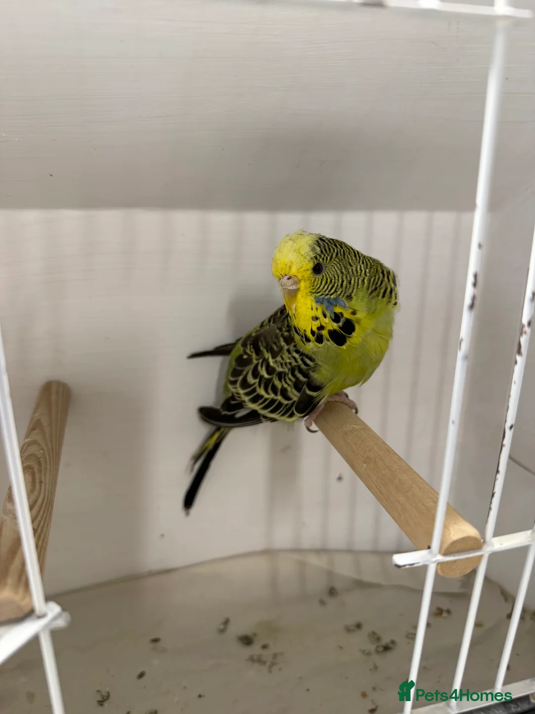 Budgerigars birds for sale: English budgies - Advert 4