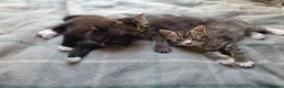 Mixed Breed cats for sale: Beautiful kittens looking for their forever homes  - Advert 5