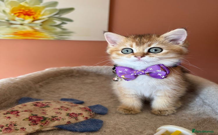 British Shorthair cats - Advert 16
