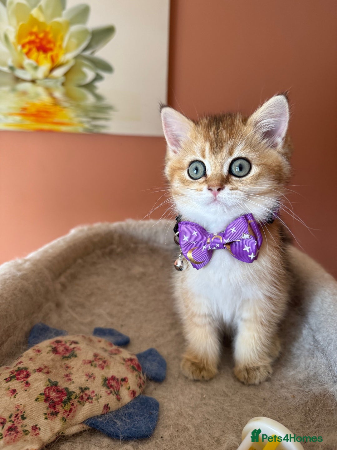 British Shorthair cats for sale: beautiful golden bsh kittens - Image 10
