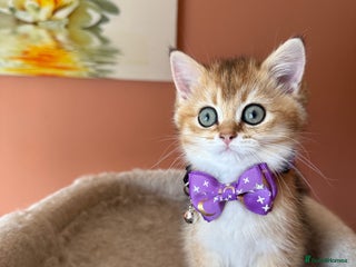 British Shorthair cats - Advert 7