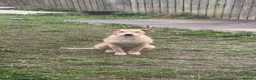 Mixed Breed dogs for sale: Wheaton bull greyhound  in Houghton le Spring - Advert 5