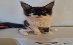 Maine Coon cats for sale: Female Maine Coon kitten - Image 4