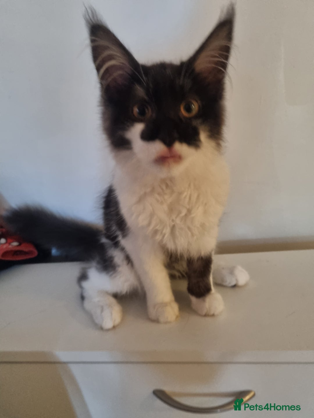 Maine Coon cats for sale: Female Maine Coon kitten - Image 4