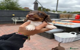 Dachshund dogs for sale: 5 dachshund puppies - Image 11