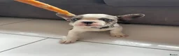 French Bulldog dogs for sale: French bulldog  - Advert 21