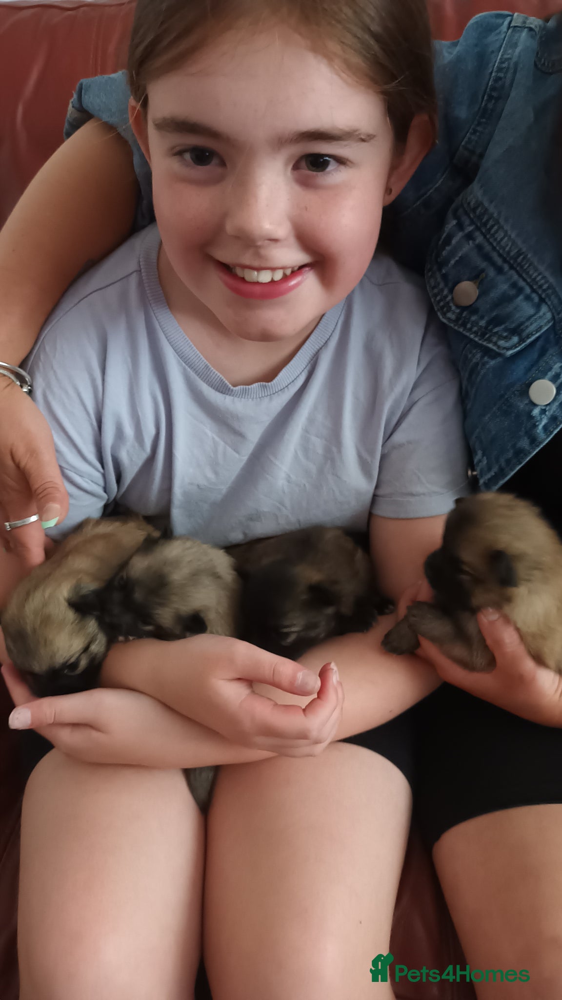 Pomeranian dogs for sale: 4 boy pomeranian, Russian line - Advert 12