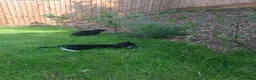 Mixed Breed cats for sale: 2 black kittens are looking for forever home - Advert 4