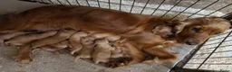 Cockapoo dogs for sale: Beautiful cockapoos - Advert 1