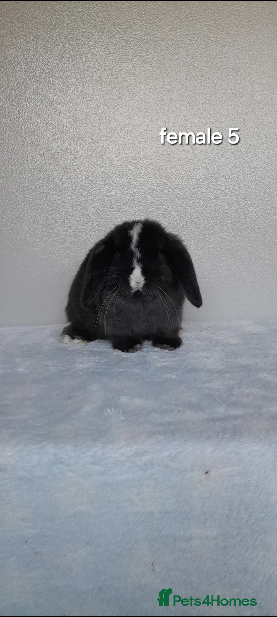 Mini Lop rabbits for sale: Purebred mini lop rabbits  - Advert 10