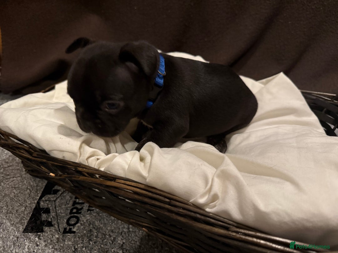 French Bulldog dogs for sale: 7 beautiful French bulldog puppies for sale - Image 19