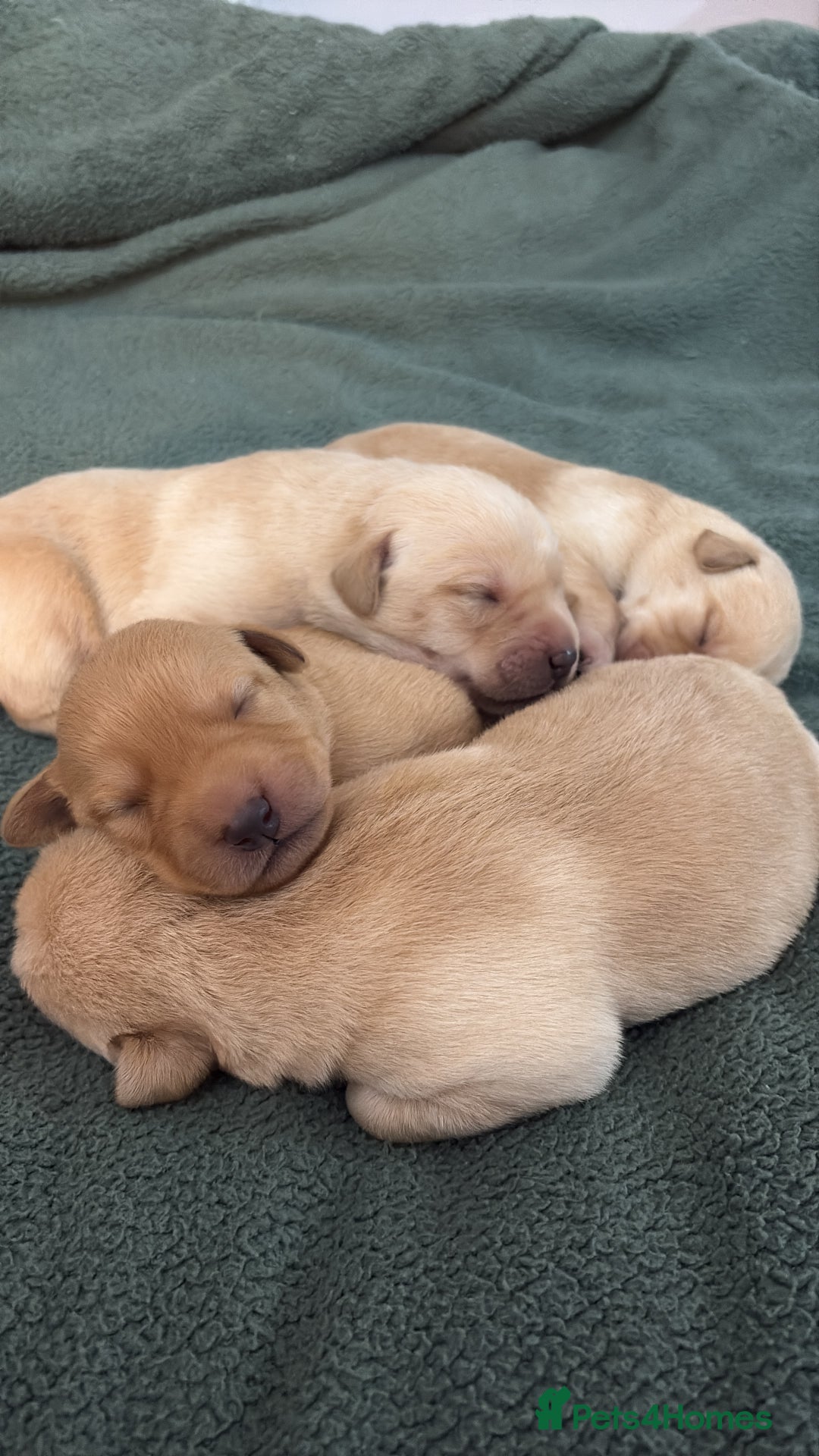 Labrador Retriever dogs for sale: Fox red/dark yellow labs  - Image 6