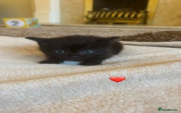 Mixed Breed cats for sale:  Beautiful Mixed-Breed Kittens🐾 - Image 5