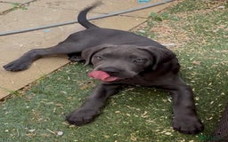 Cane Corso dogs for sale: READY NOW: QUALITY PEDIGREE CANE CORSO PUPPIES - Image 4