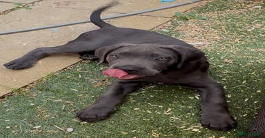 Cane Corso dogs - Advert 2