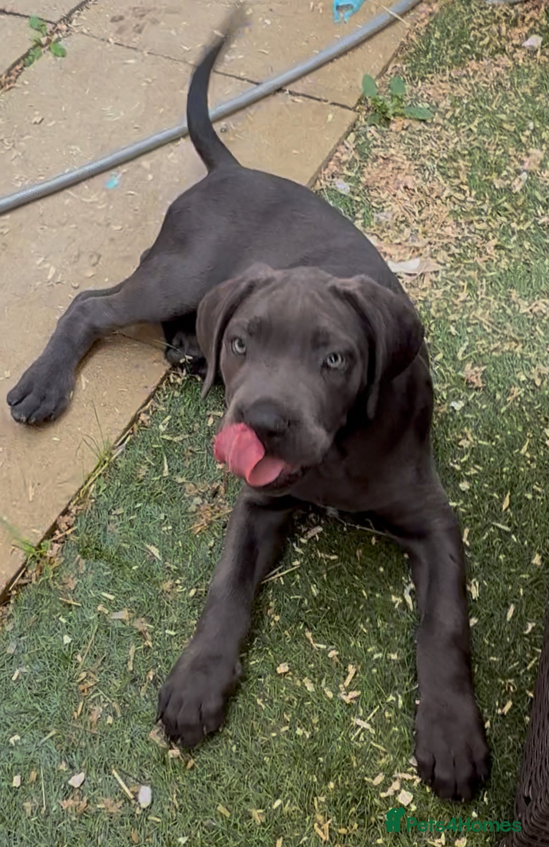 Cane Corso dogs for sale: READY NOW: QUALITY PEDIGREE CANE CORSO PUPPIES - Image 4