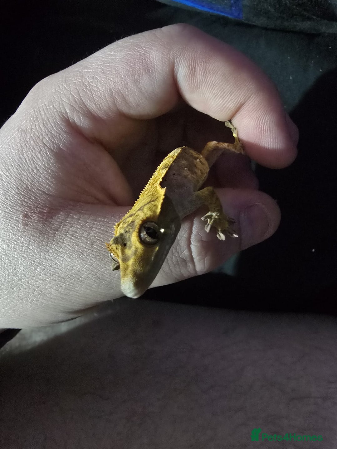 Gecko reptiles for sale: Harlequin crested gecko - Advert 6