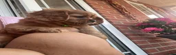 Cavalier King Charles Spaniel dogs for sale: King Charles cavalier babies  - Advert 16